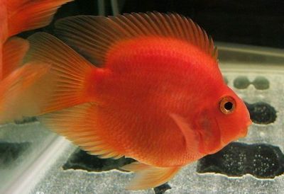 屬龍的養魚養幾條魚好？風水與養魚數量的講究，屬龍人養魚風水指南，最佳數量與運勢提升秘訣