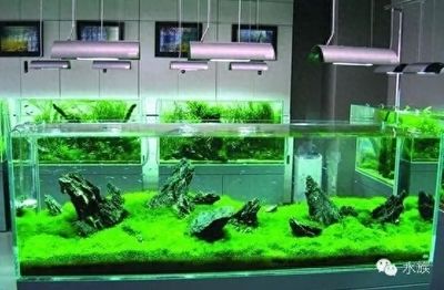 屬龍的養(yǎng)魚養(yǎng)幾條比較好？風水與科學的完美結合，屬龍人養(yǎng)魚風水指南，科學解析養(yǎng)幾條魚最旺運