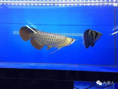 紅龍魚顏色突然變白了