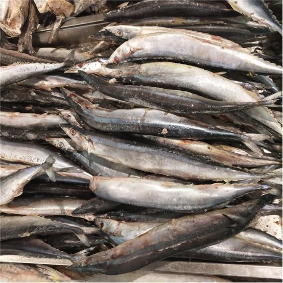 屬龍的人養幾條魚最旺運？揭秘風水魚的數量與運勢關系，屬龍人養幾條魚最旺運？風水魚數量與運勢全解析
