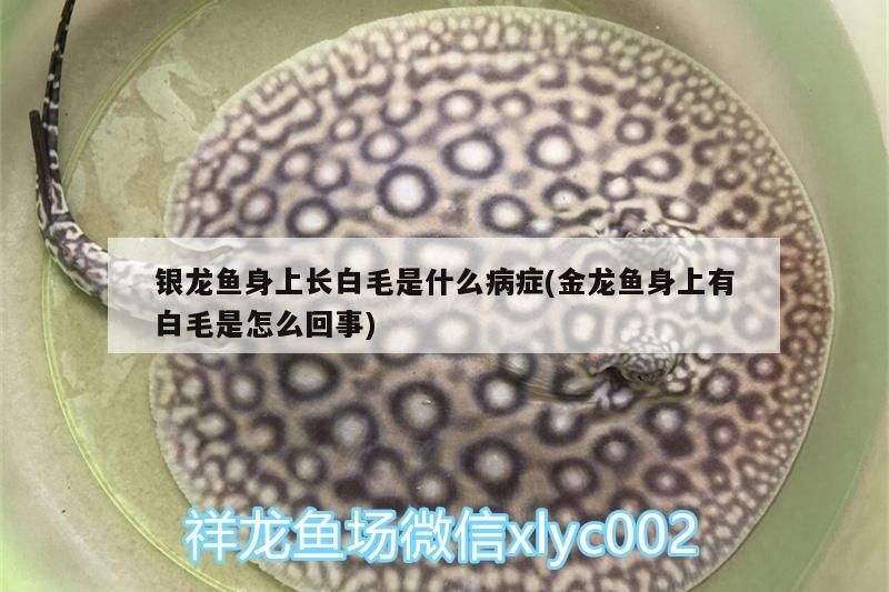 銀龍魚身上長白毛是什么病癥(金龍魚身上有白毛是怎么回事) 銀龍魚身上長白毛是什么病癥(金龍魚身上有白毛是怎么回事) 銀龍魚百科