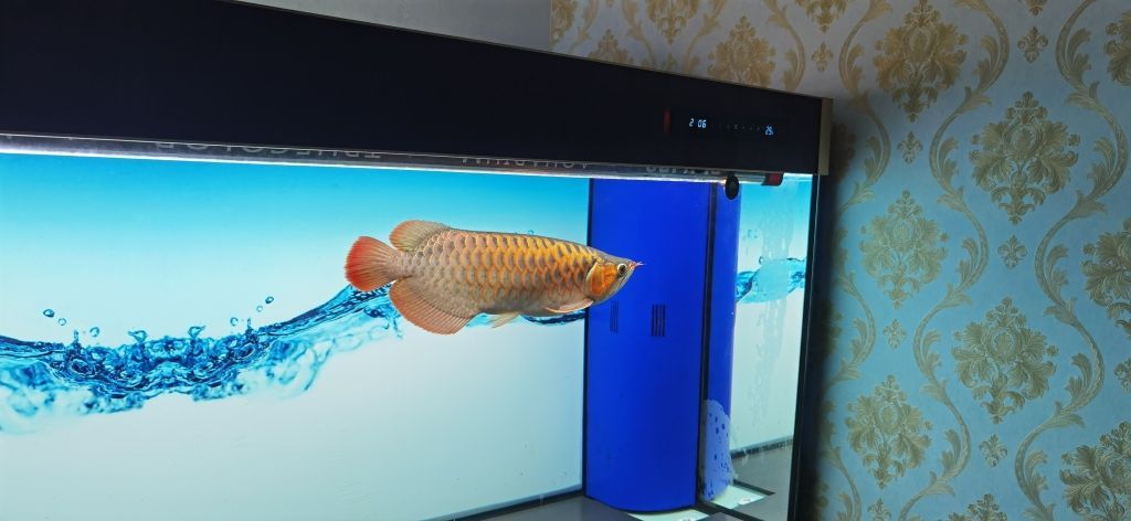 石家莊哪有定做魚(yú)缸的地方?。?石家莊最大魚(yú)缸市場(chǎng)） 石家莊哪有定做魚(yú)缸的地方?。?石家莊最大魚(yú)缸市場(chǎng)） 馬印水族