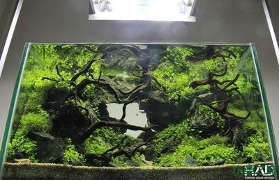 60魚缸水草造景視頻：60魚缸水草造景基礎教程