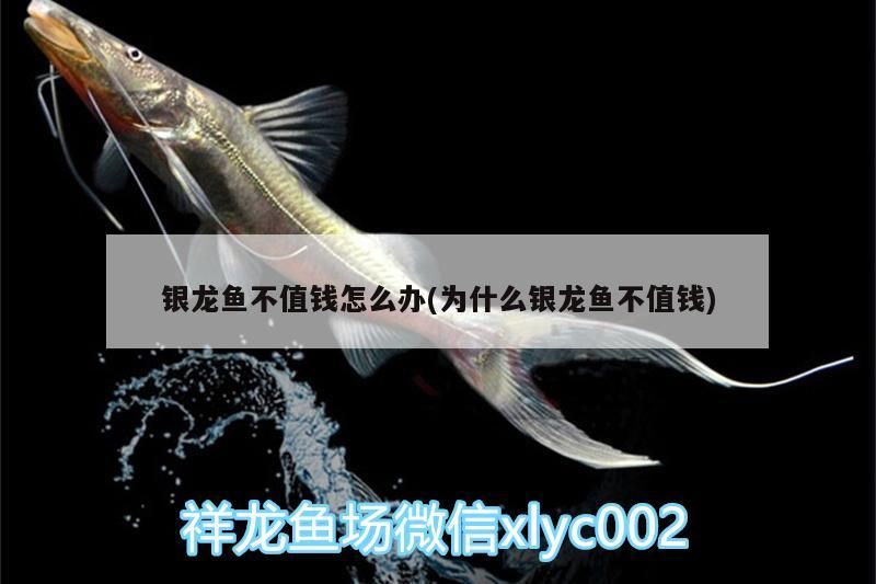 銀龍魚不值錢怎么辦(為什么銀龍魚不值錢)