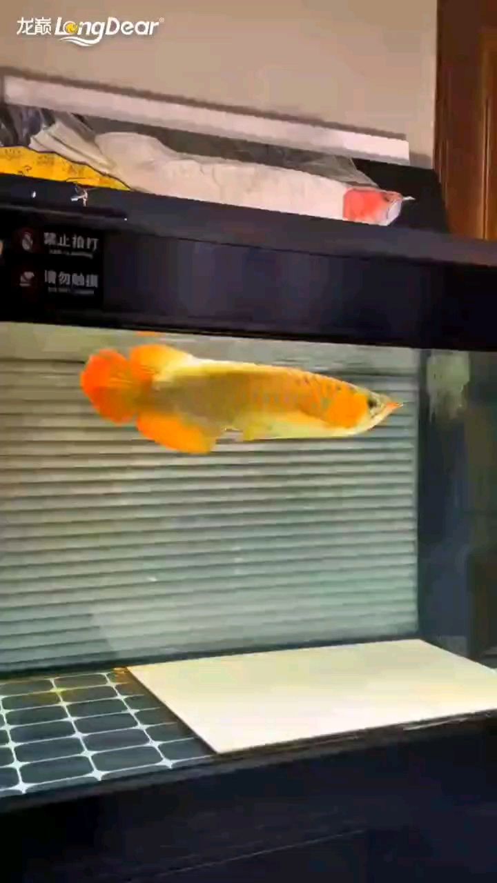 紅龍魚用黃燈烤有用嗎 轉發608 龍魚論壇 轉發608 轉發608 龍魚論壇