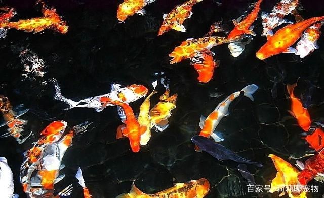 屬龍的人養玉露好嗎？風水與養護全解析，屬龍養玉露風水指南，運勢提升與養護技巧全解析