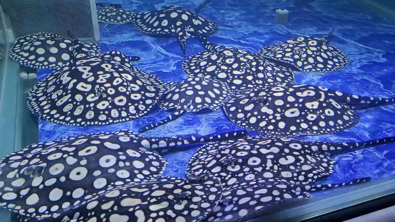 假日快樂