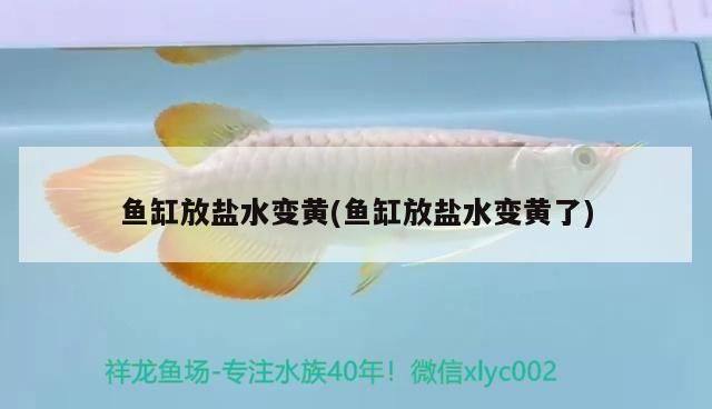 魚缸放鹽水變黃(魚缸放鹽水變黃了) 錦鯉魚百科 第2張 魚缸放鹽水變黃(魚缸放鹽水變黃了) 魚缸放鹽水變黃(魚缸放鹽水變黃了) 錦鯉魚百科 第2張