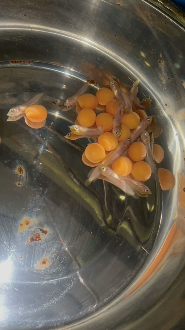 紅龍豐收季節來臨