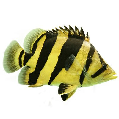 三文虎魚能長(zhǎng)多大的魚：三文虎魚的體長(zhǎng)可以達(dá)到多大？ 三文虎魚能長(zhǎng)多大的魚：三文虎魚的體長(zhǎng)可以達(dá)到多大？ 虎魚百科 第1張