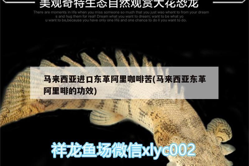 馬來西亞進口東革阿里咖啡苦(馬來西亞東革阿里啡的功效) 馬來西亞進口東革阿里咖啡苦(馬來西亞東革阿里啡的功效) 馬來西亞咖啡