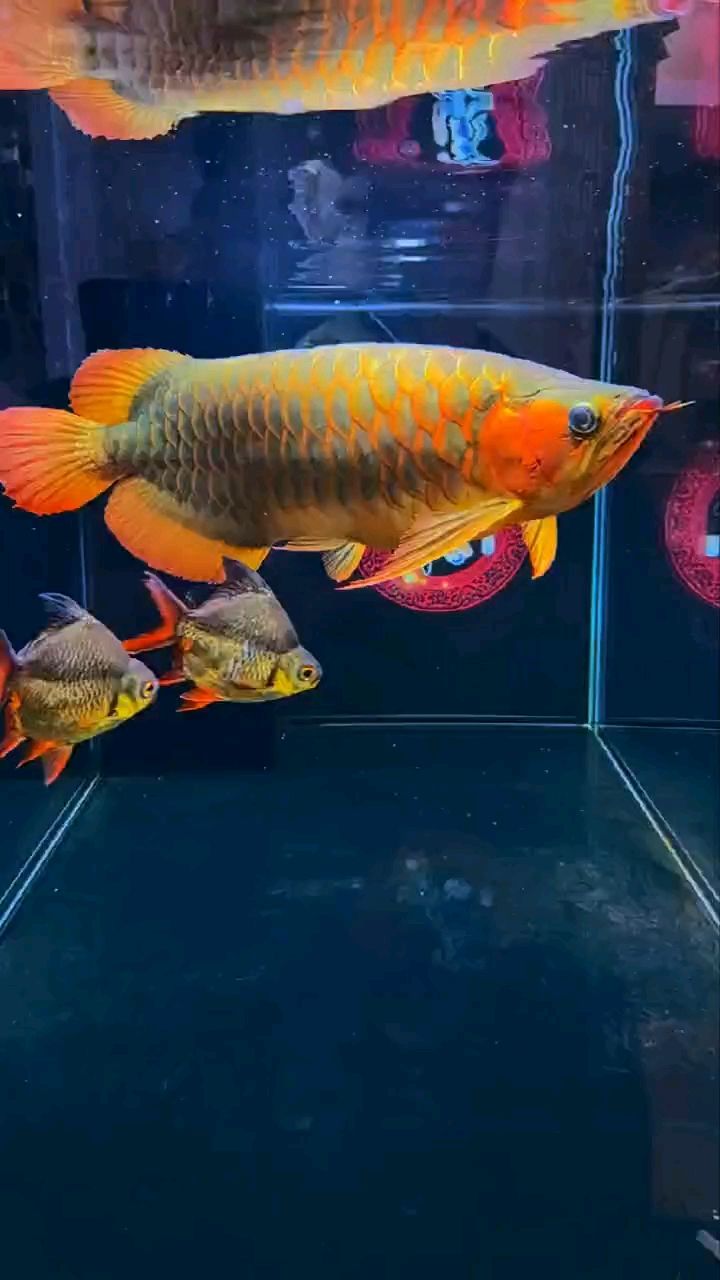 霸氣側(cè)漏 霸氣側(cè)漏 龍魚論壇