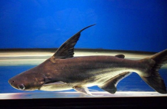 屬龍帶什么配飾好？提升運(yùn)勢(shì)的吉祥飾品推薦，屬龍人必戴的吉祥飾品推薦，助你運(yùn)勢(shì)飆升！