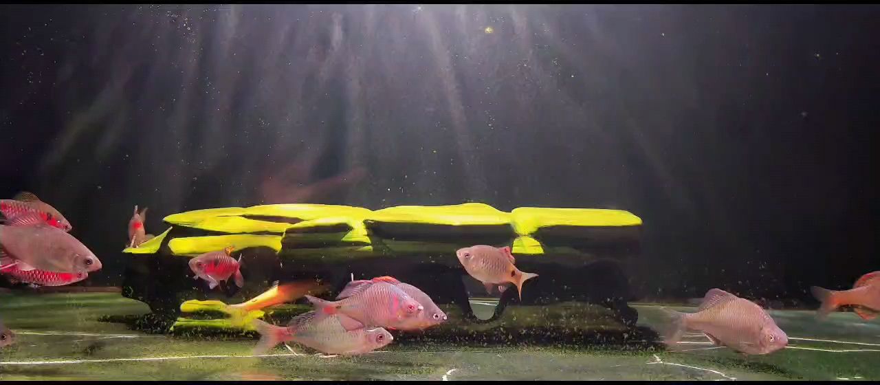 十二月 十二月 龍魚論壇