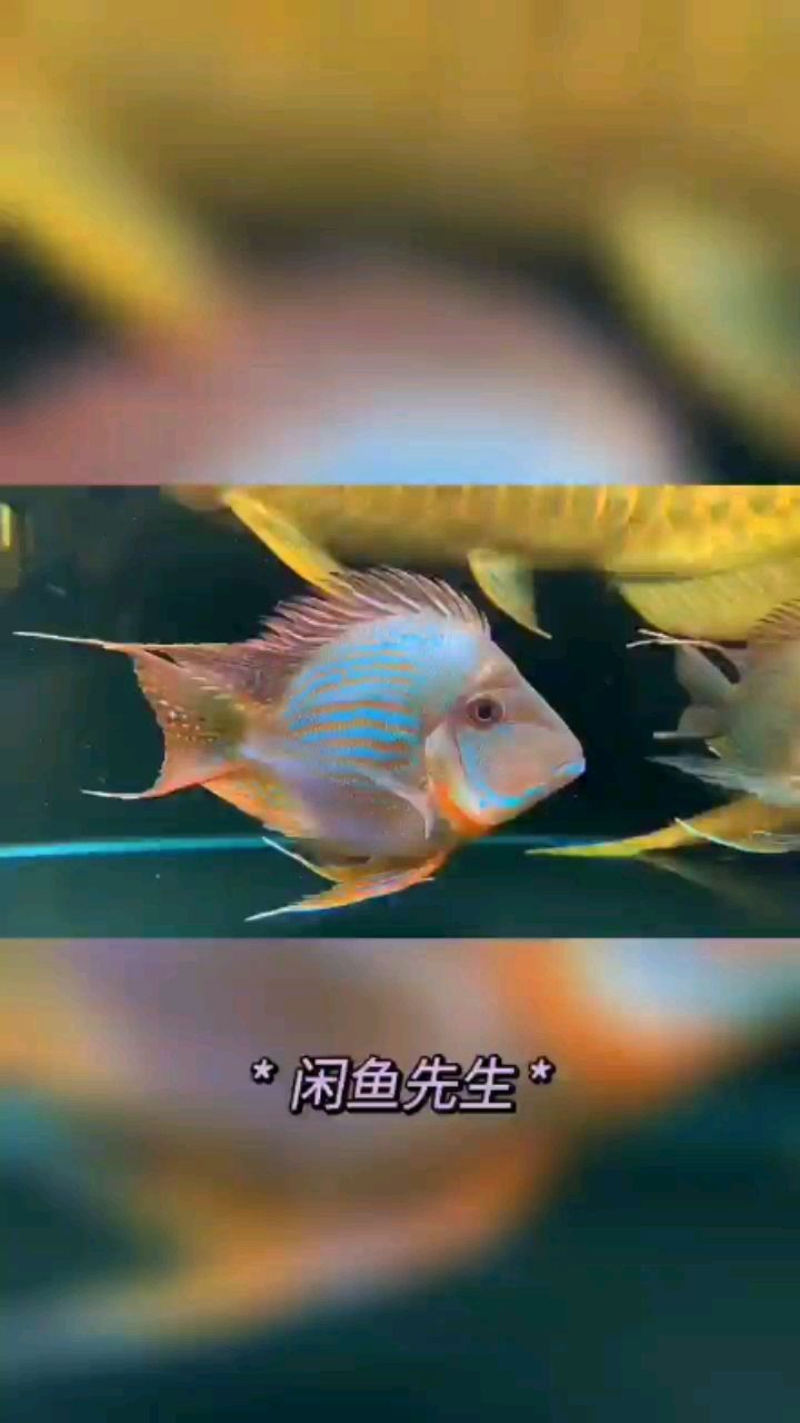 這才叫0號(hào)元寶鳳凰 這才叫0號(hào)元寶鳳凰 元寶鳳凰魚(yú)百科