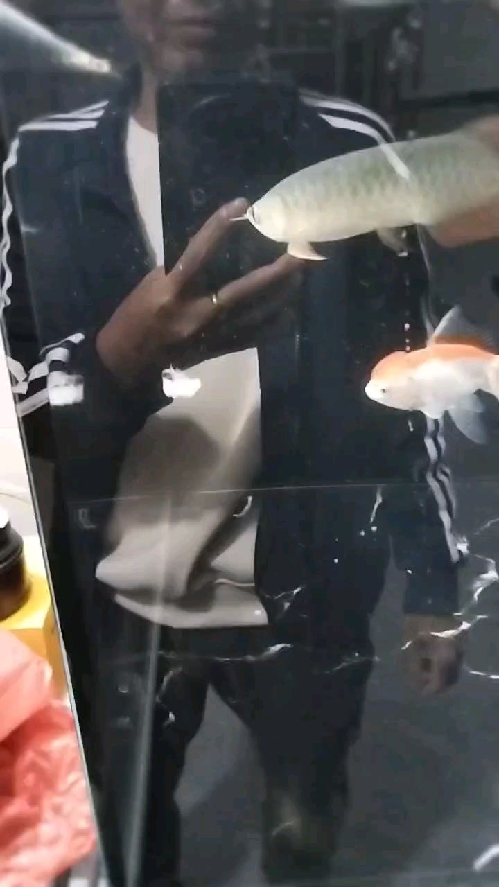 第一口食[aini] 第一口食[aini] 龍魚論壇