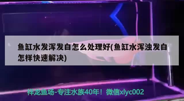 魚缸水發渾發白怎么處理好(魚缸水渾濁發白怎樣快速解決) 魚缸水發渾發白怎么處理好(魚缸水渾濁發白怎樣快速解決) 九鼎魚缸