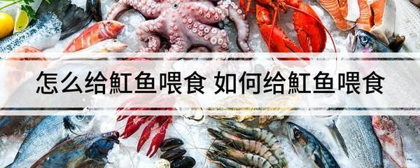 小魟魚出生幾天開始喂食：小魟魚出生后6天左右開始接受喂食時間，喂食注意事項 小魟魚出生幾天開始喂食：小魟魚出生后6天左右開始接受喂食時間，喂食注意事項 魟魚百科 第3張