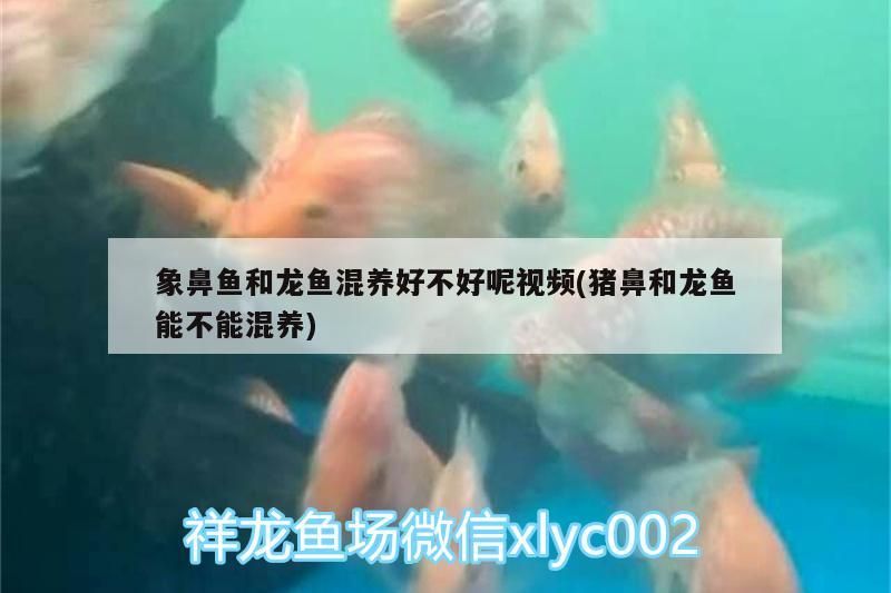 象鼻魚和龍魚混養好不好呢視頻(豬鼻和龍魚能不能混養)
