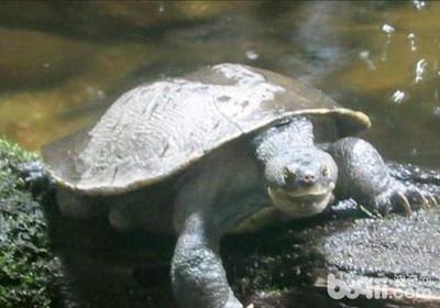 豬鼻龜的飼養方法:豬鼻龜怎么養 豬鼻龜百科 第3張 豬鼻龜的飼養方法:豬鼻龜怎么養 豬鼻龜的飼養方法:豬鼻龜怎么養 豬鼻龜百科 第3張