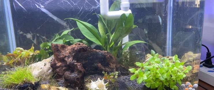 黃金貓魚專用飼料選擇（如何選擇適合黃金貓魚的專用飼料） 黃金貓魚專用飼料選擇（如何選擇適合黃金貓魚的專用飼料） 黃金貓魚百科 第1張