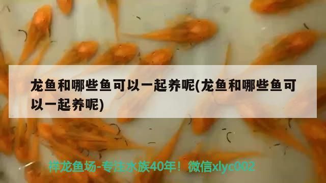 過背金龍魚用什么顏色的燈光養好(金龍魚燈光怎么照對發色好)