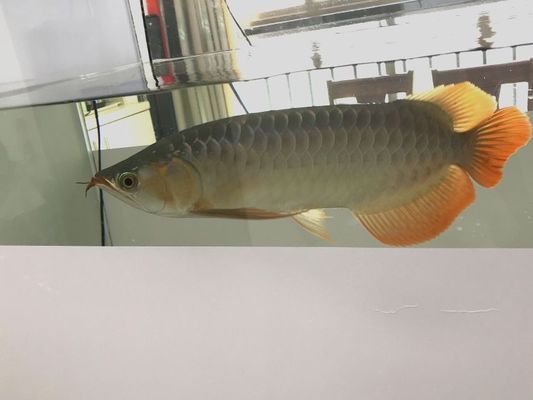 龍魚水霉下多少鹽vs祥龍魚場：祥龍魚場的評價如何 龍魚水霉下多少鹽vs祥龍魚場：祥龍魚場的評價如何 vs祥龍魚場 第21張