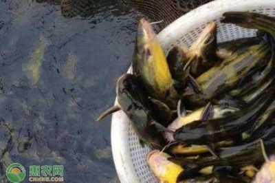 小蘇虎魚好養嗎怎么養：小蘇虎魚好養嗎怎么養小蘇虎魚好養嗎