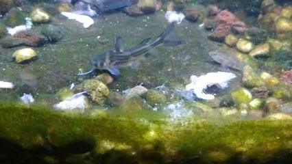 小蘇虎魚好養嗎怎么養：小蘇虎魚好養嗎怎么養小蘇虎魚好養嗎
