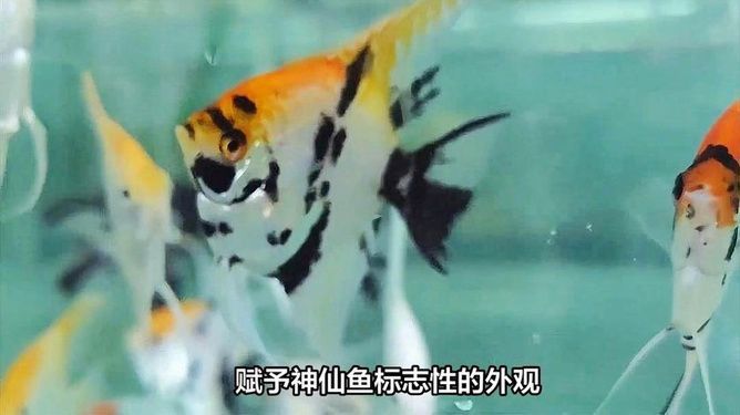 水族館一般賣什么魚類（水族館如何模擬亞馬遜生態(tài)） 水族館一般賣什么魚類（水族館如何模擬亞馬遜生態(tài)） 水族館百科（水族館加盟） 第1張