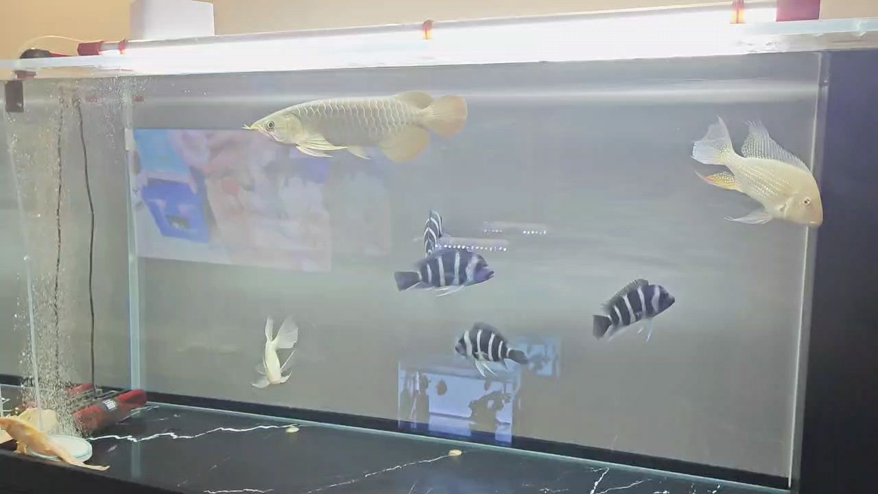 每周一發(fā)[huaixiao] 每周一發(fā)[huaixiao] 龍魚論壇