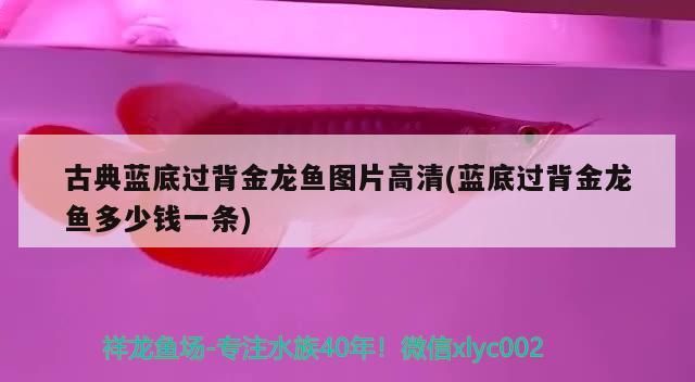 觀賞魚 古典藍底過背金龍魚圖片高清(藍底過背金龍魚多少錢一條) 金龍魚百科 古典藍底過背金龍魚圖片高清(藍底過背金龍魚多少錢一條) 古典藍底過背金龍魚圖片高清(藍底過背金龍魚多少錢一條) 金龍魚百科