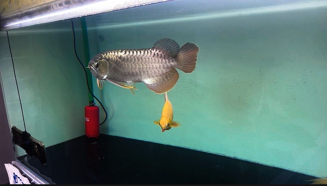 兩個月整 龍魚論壇 第1張 兩個月整 兩個月整 龍魚論壇 第1張