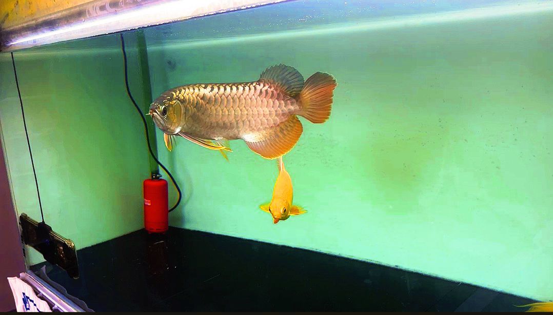 兩個月整 龍魚論壇 第2張 兩個月整 兩個月整 龍魚論壇 第2張