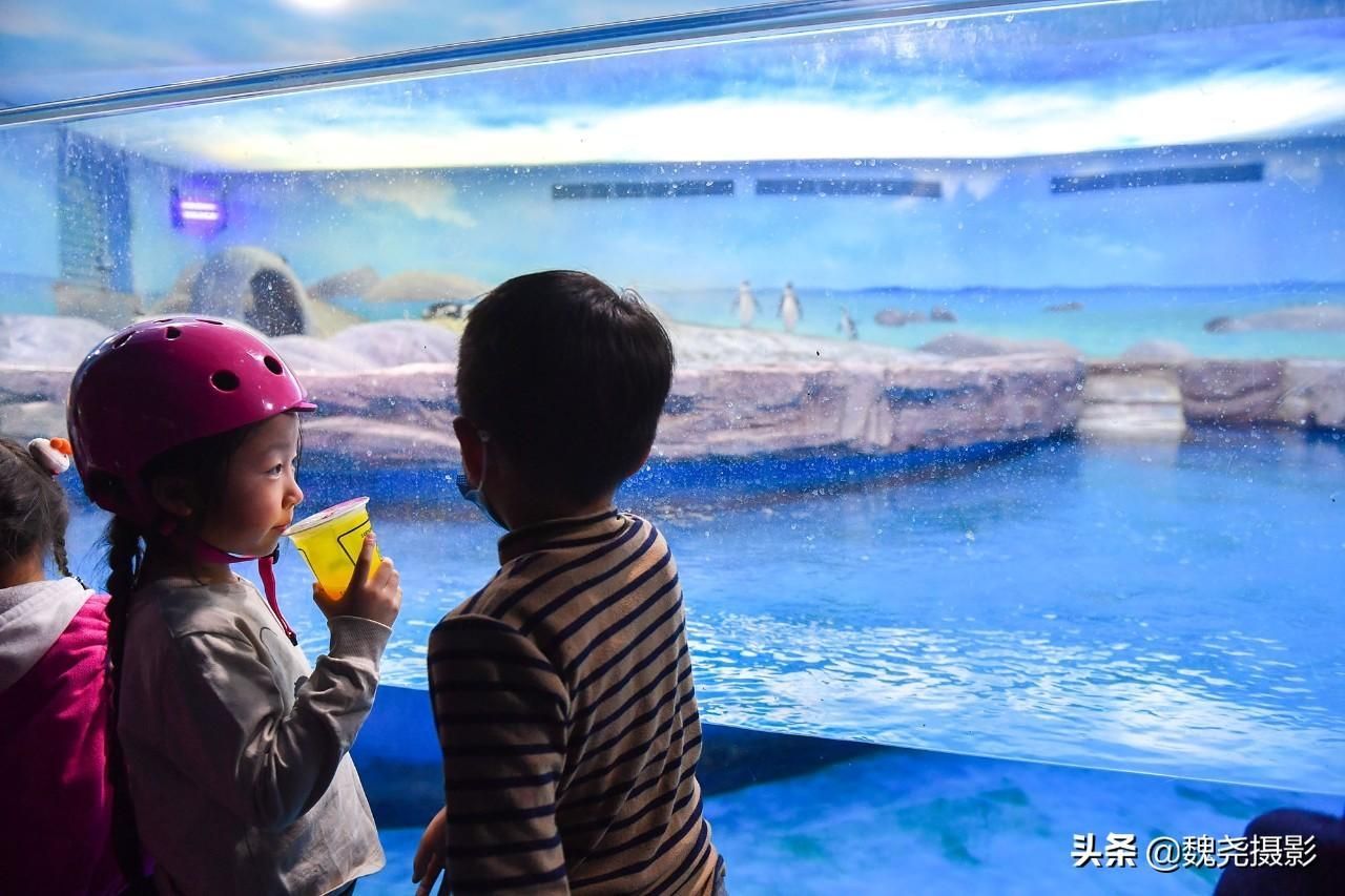 水族館怎么建的:水族館建設需要考慮多種因素和吸引游客并教育水族館建設 水族館百科(水族館加盟) 第1張 水族館怎么建的:水族館建設需要考慮多種因素和吸引游客并教育水族館建設 水族館怎么建的:水族館建設需要考慮多種因素和吸引游客并教育水族館建設 水族館百科(水族館加盟) 第1張