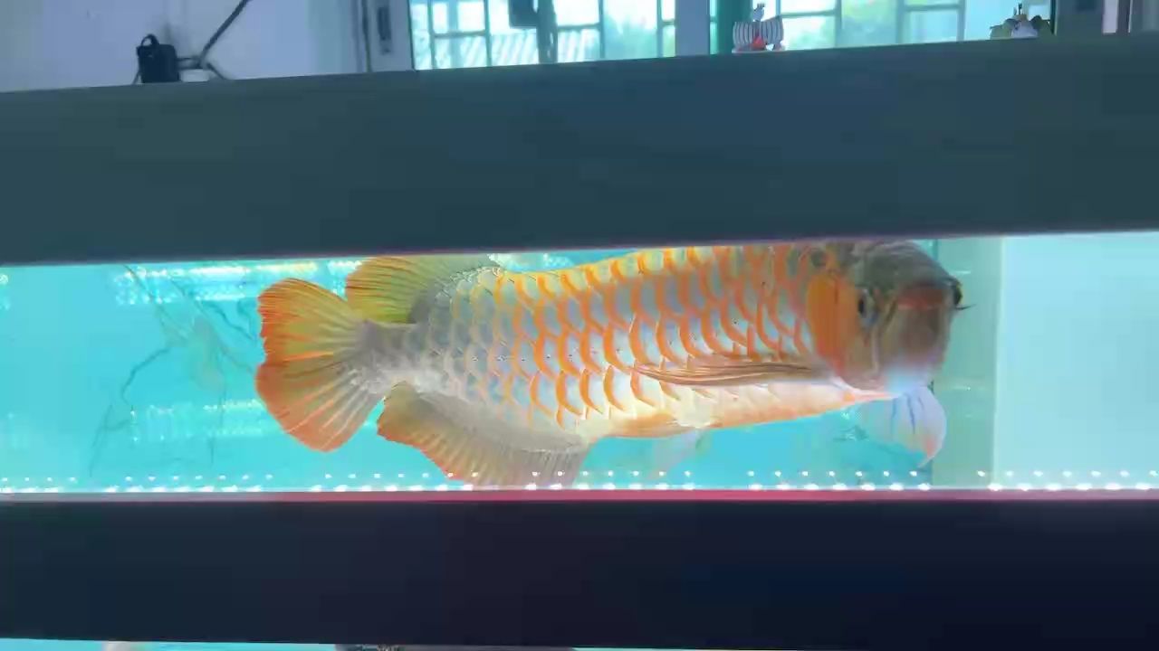 號半上色中 號半上色中 龍魚論壇