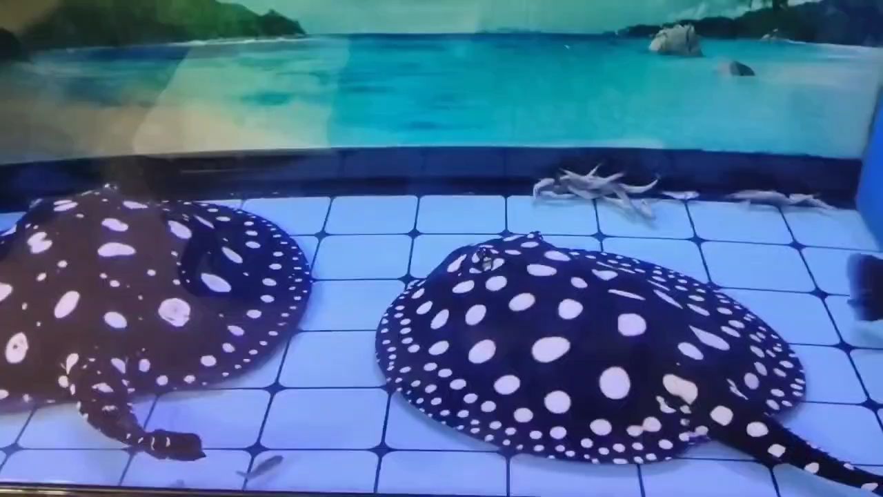魟魚~狀態如虎