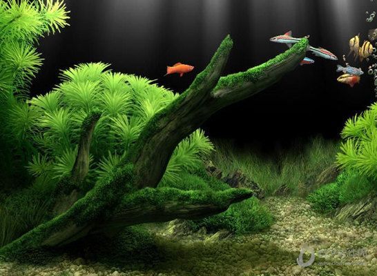 3d動態水族館屏保（3d動態水族館屏保的詳細信息）