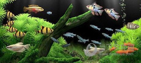 3d動態水族館屏保（3d動態水族館屏保的詳細信息）