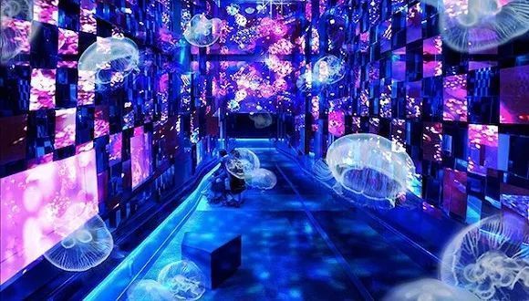 水族館的優勢：水族館在教育、娛樂、商業、科技和保護等多個領域都展現出顯著的優勢
