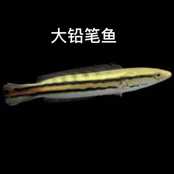 魚缸用紫外線殺菌燈有用嗎（魚缸用紫外線殺菌燈有用嗎視頻） 魚缸用紫外線殺菌燈有用嗎（魚缸用紫外線殺菌燈有用嗎視頻） 觀賞魚百科