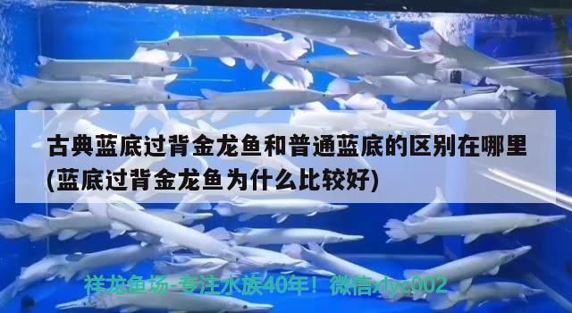 古典藍底過背金龍魚和普通藍底的區別在哪里(藍底過背金龍魚為什么比較好)