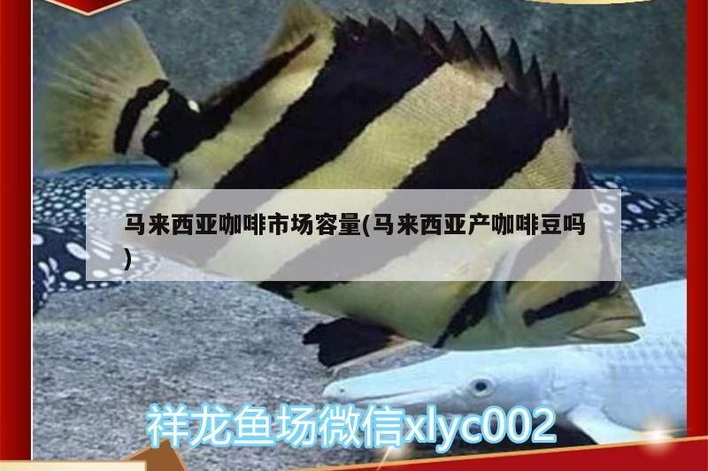 馬來西亞咖啡市場(chǎng)容量(馬來西亞產(chǎn)咖啡豆嗎)