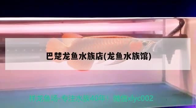 巴楚龍魚水族店(龍魚水族館)