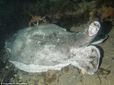 魟魚死亡是什么樣子：魟魚死亡是什么樣子子，[需手動填充]魚死亡是什么樣子子 魟魚死亡是什么樣子：魟魚死亡是什么樣子子，[需手動填充]魚死亡是什么樣子子 魟魚百科 第2張