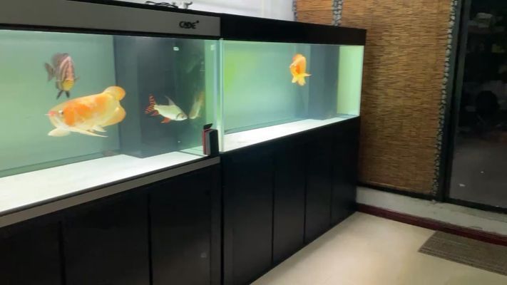 龍魚水溫31度可以嗎vs祥龍魚場:龍魚水溫31度可以嗎 vs祥龍魚場 第1張 龍魚水溫31度可以嗎vs祥龍魚場:龍魚水溫31度可以嗎 龍魚水溫31度可以嗎vs祥龍魚場:龍魚水溫31度可以嗎 vs祥龍魚場 第1張