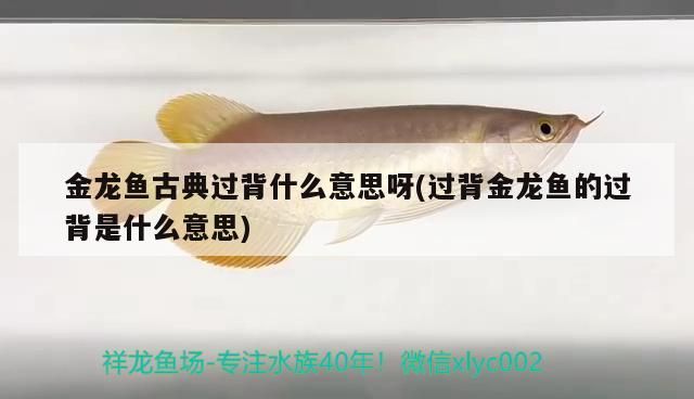 金龍魚古典過背什么意思呀(過背金龍魚的過背是什么意思)