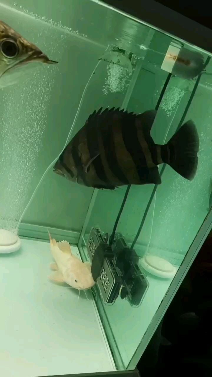 04年3月被無錫魚友請去了，換大別墅住！！！
