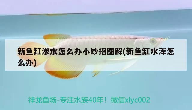 新魚缸滲水怎么辦小妙招圖解(新魚缸水渾怎么辦)