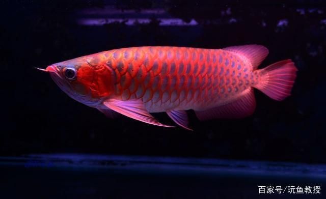怎么魚缸造景(魚缸怎么簡(jiǎn)單造景)